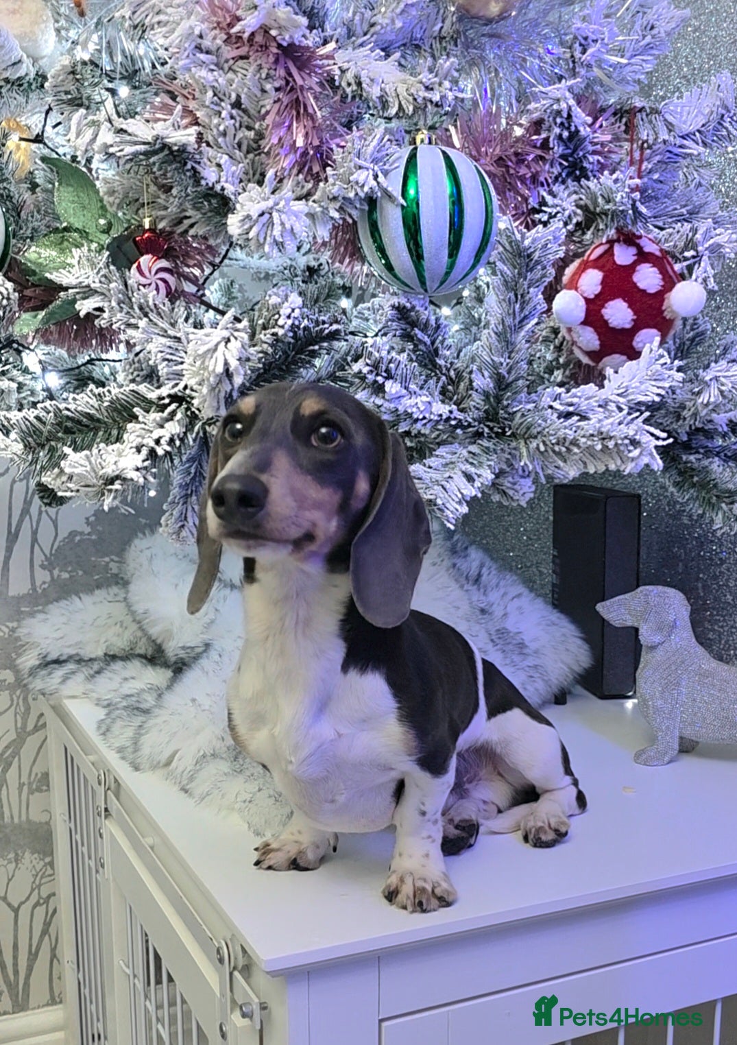 Miniature Dachshund dogs Blue piebald miniature Dachshund stud  - Advert 15