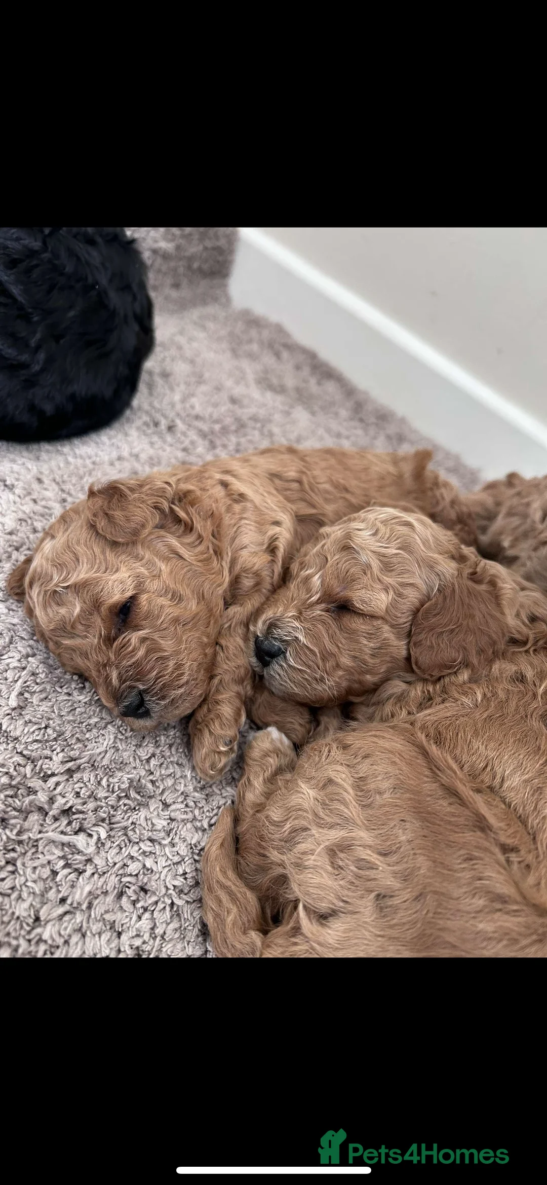 Miniature Poodle dogs for stud:  ⭐️KC PRINCE CHARMING BLUE BOY MINIATURE POODLE⭐️ - Advert 15