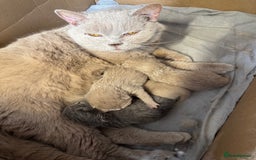 British Shorthair cats for sale: 1 left Stunning British shorthair kittens - Image 13