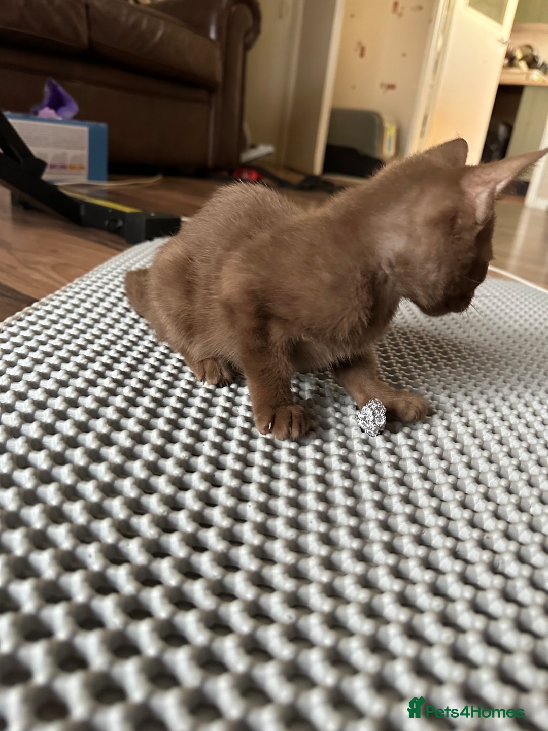 Mixed Breed cats for sale: Amazing Half Bengals !!! - Advert 16