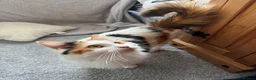 British Longhair cats for sale: Kittens  in Haltwhistle - Advert 7