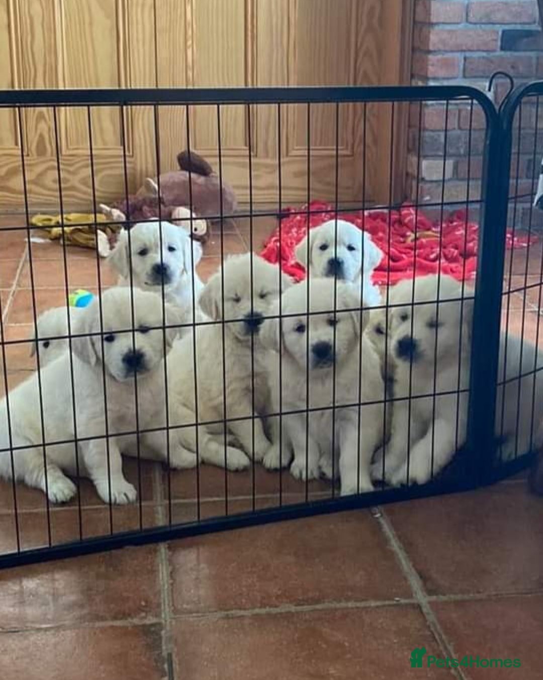 Golden Retriever dogs STUNNING PUPPIES AVAILABLE  - Advert 1