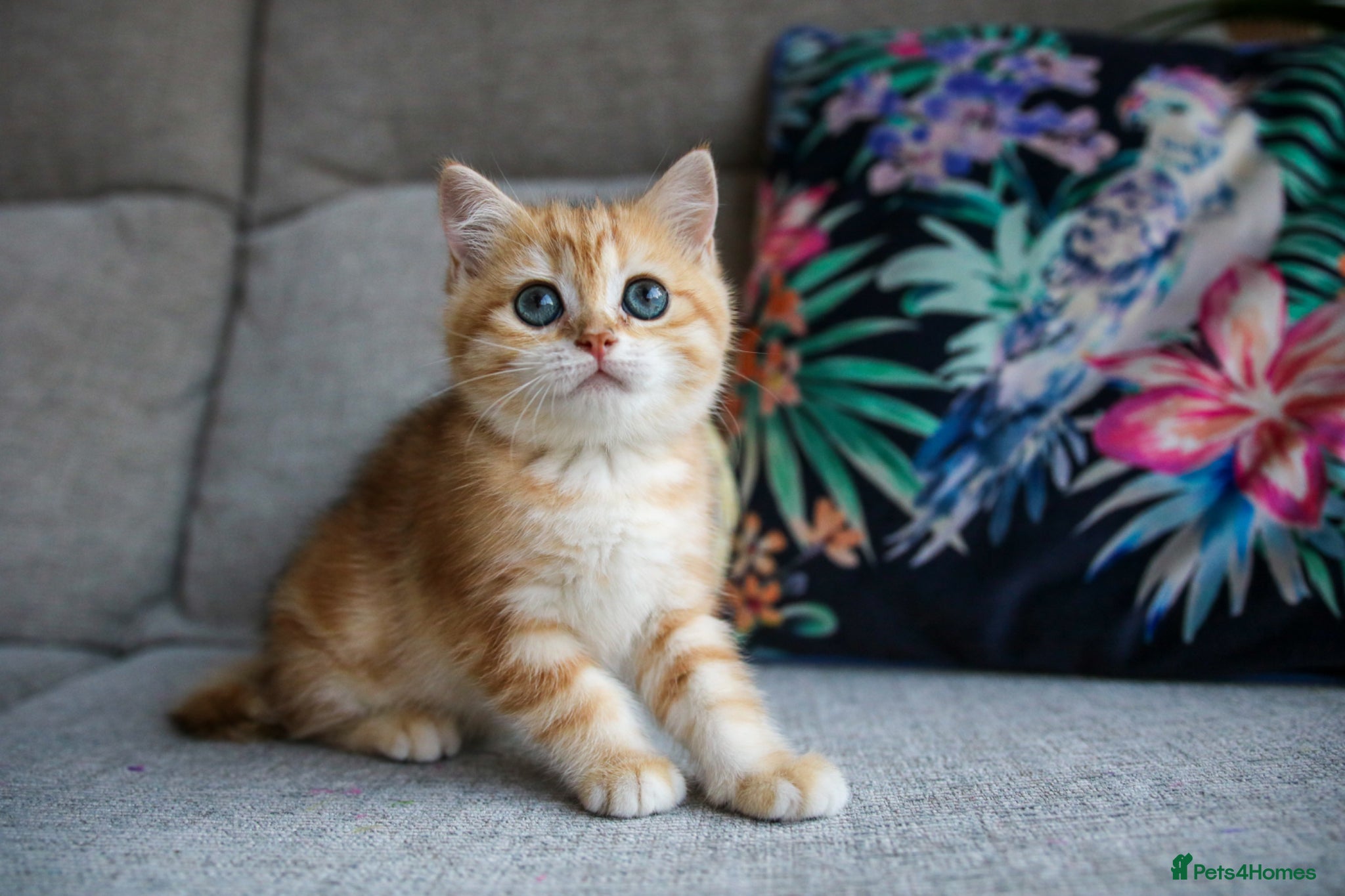 British Shorthair cats 💙British shorthair kittens available  - Advert 3