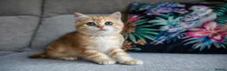 British Shorthair cats for sale: 💙British shorthair kittens ready now💙 - Advert 1