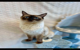 Persian cats for sale: **Last 2** Stunning litter of Persian/Ragdolls - Image 11