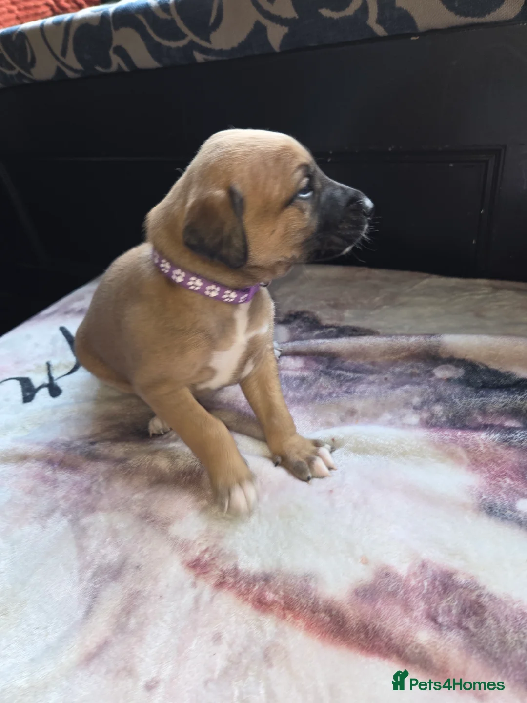 Mixed Breed dogs for sale: Saluki x lurcher hybrid  - Advert 12