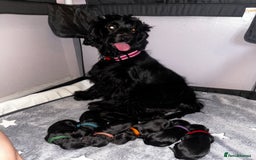 Cockapoo dogs for sale: Cockapoo puppies ready to reserve. - Advert 8