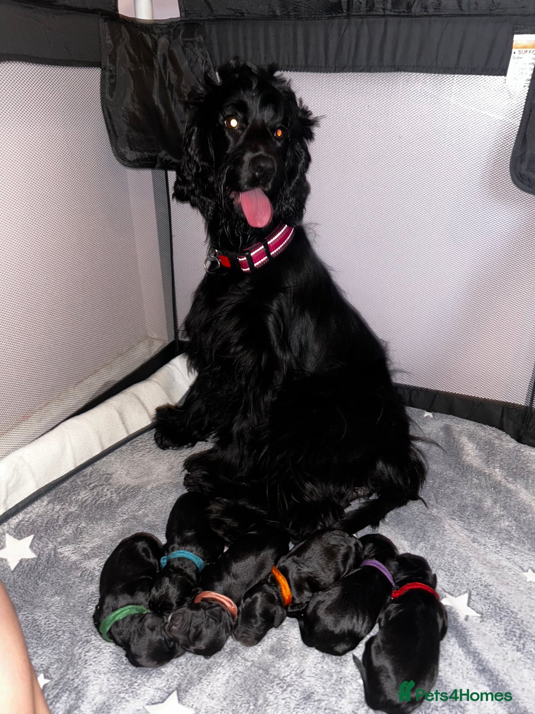 Cockapoo dogs for sale: Cockapoo puppies ready to reserve. - Advert 8