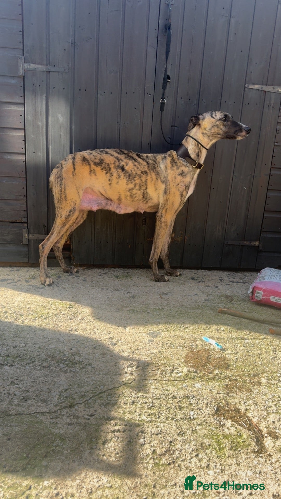 Lurcher dogs Saluki derhound grey second genaration bull grey - Advert 12