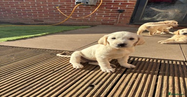 Golden Retriever dogs - Advert 10