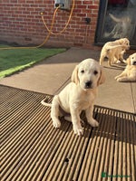 Golden Retriever dogs - Advert 10