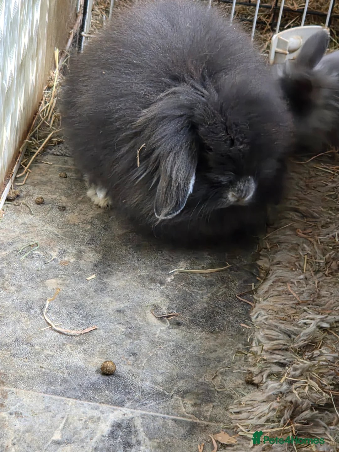 Mini Lion Lop rabbits for sale: 6 mini lion head lop eared rabbits. Boys and girls in Beaworthy - Advert 8