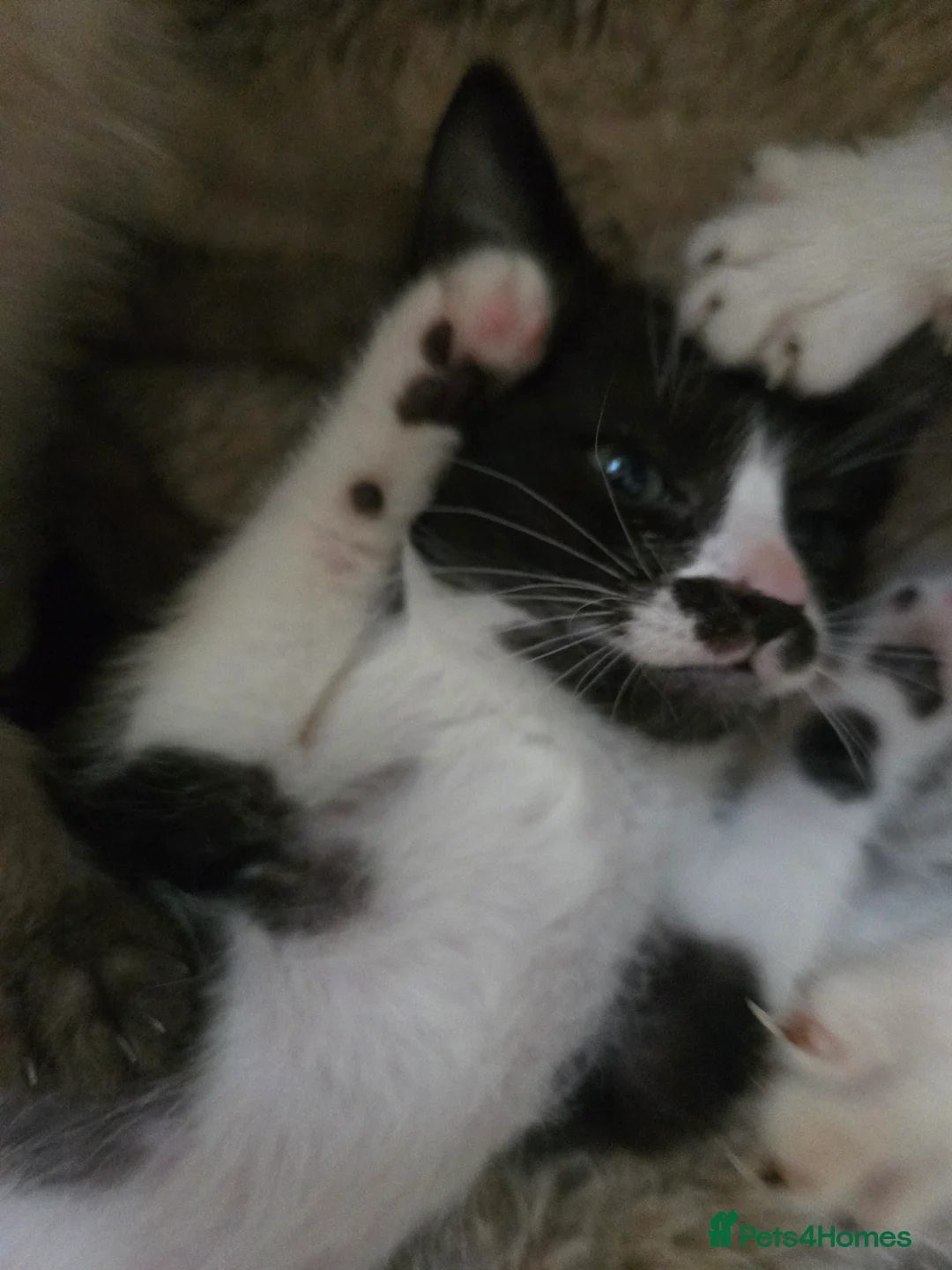 Mixed Breed cats for sale: Ready for new slaves beautiful sphynx babies. - Advert 9