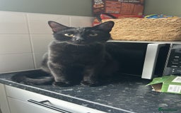 Mixed Breed cats for sale: Kitten for sale  - Image 1