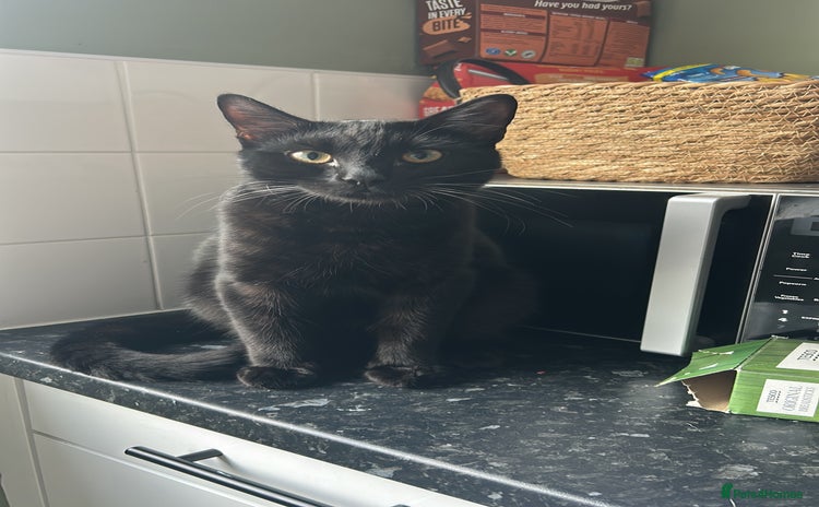 Mixed Breed cats - Advert 7