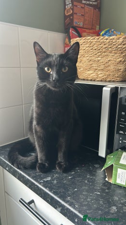 Mixed Breed cats - Advert 7