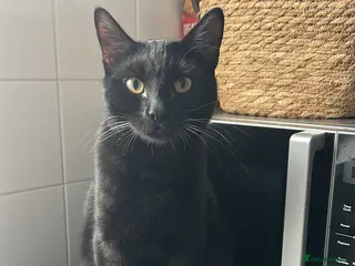 Mixed Breed cats Kitten for sale FREE - Advert 1