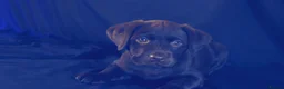 Labrador Retriever dogs for sale: Chocolate Labrador in Glasgow - Advert 22
