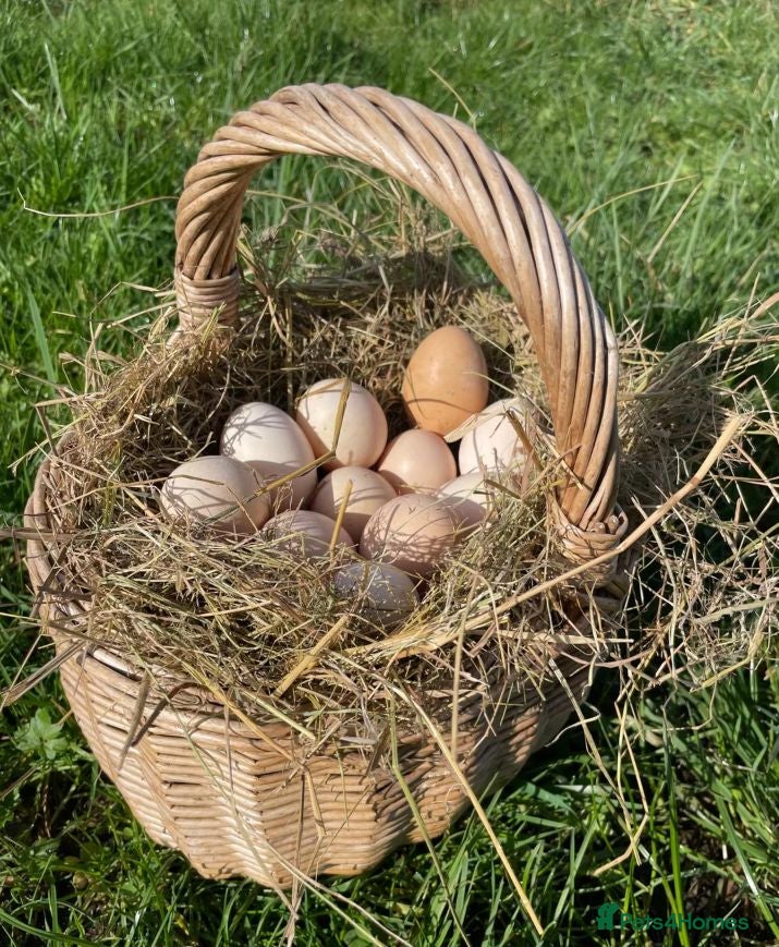 Chickens poultry 6 x Fresh Bantam Silkie Hatching Eggs  - Advert 1