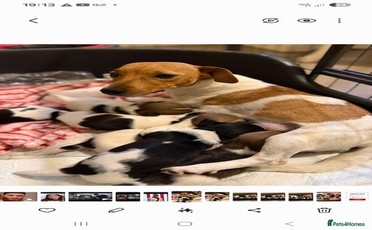 Jack Russell dogs Adorable jack Russell puppies ready 15th Dec  - Advert 18