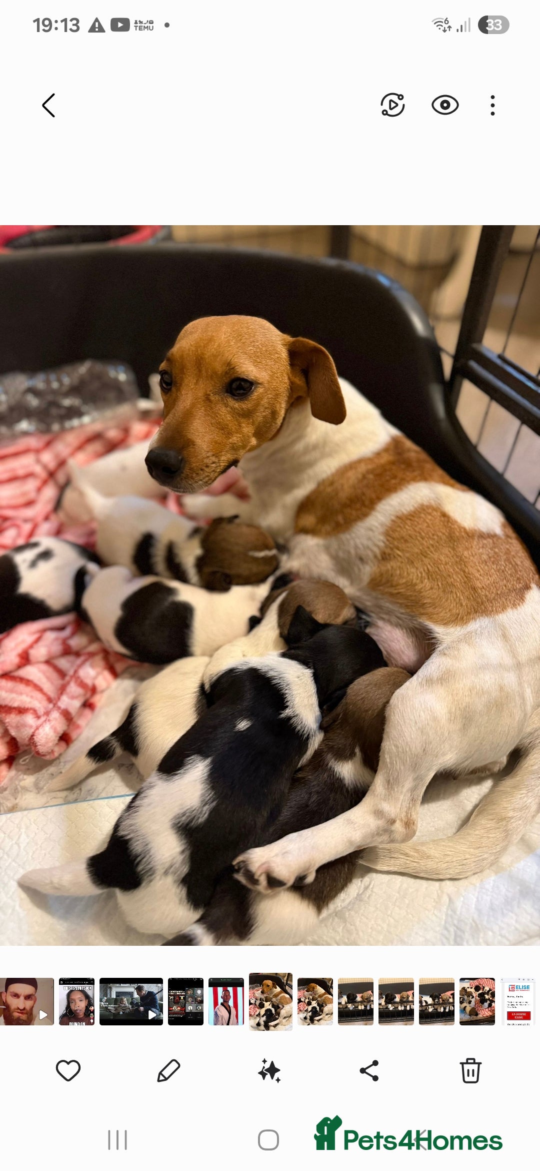 Jack Russell dogs for sale: Adorable jack Russell puppies ready 15th Dec  - Advert 1