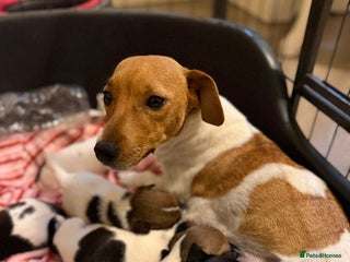 Jack Russell dogs Adorable jack Russell puppies ready 15th Dec - Advert 2