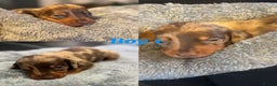 Dachshund dogs for sale: Tweener Dachshund Puppies - Advert 1