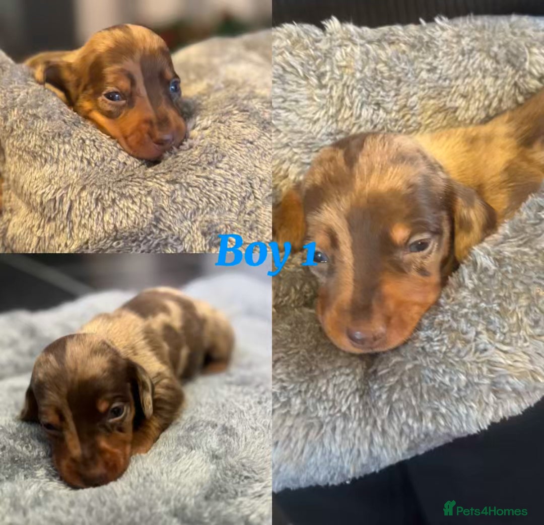 Dachshund dogs for sale: Tweener Dachshund Puppies - Advert 1