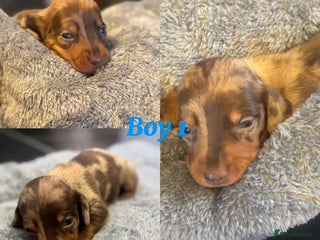 Dachshund dogs Tweener Dachshund Puppies - Advert 1