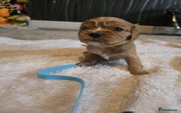 Cavalier King Charles Spaniel dogs for sale: Cavalier king charles pups - Image 9