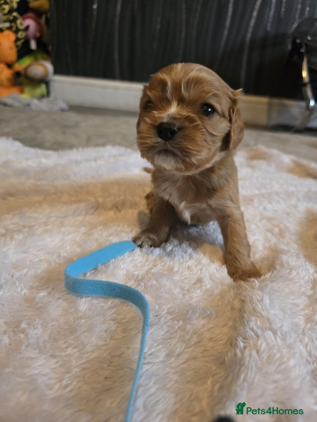 Cavalier King Charles Spaniel dogs for sale: Cavalier king charles pups - Image 9