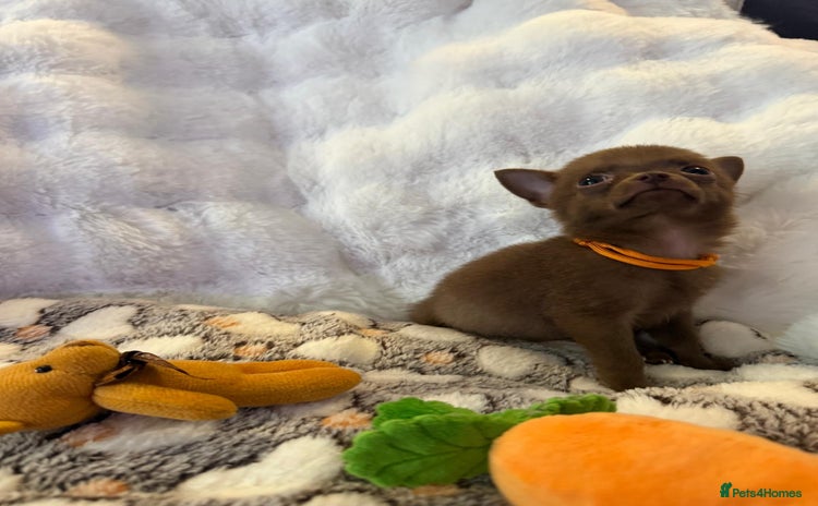 Pomchi dogs - Advert 1