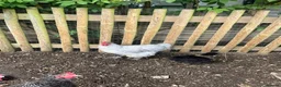 Chickens poultry for sale: Lavender Orpington Cockerel in Windsor - Advert 4