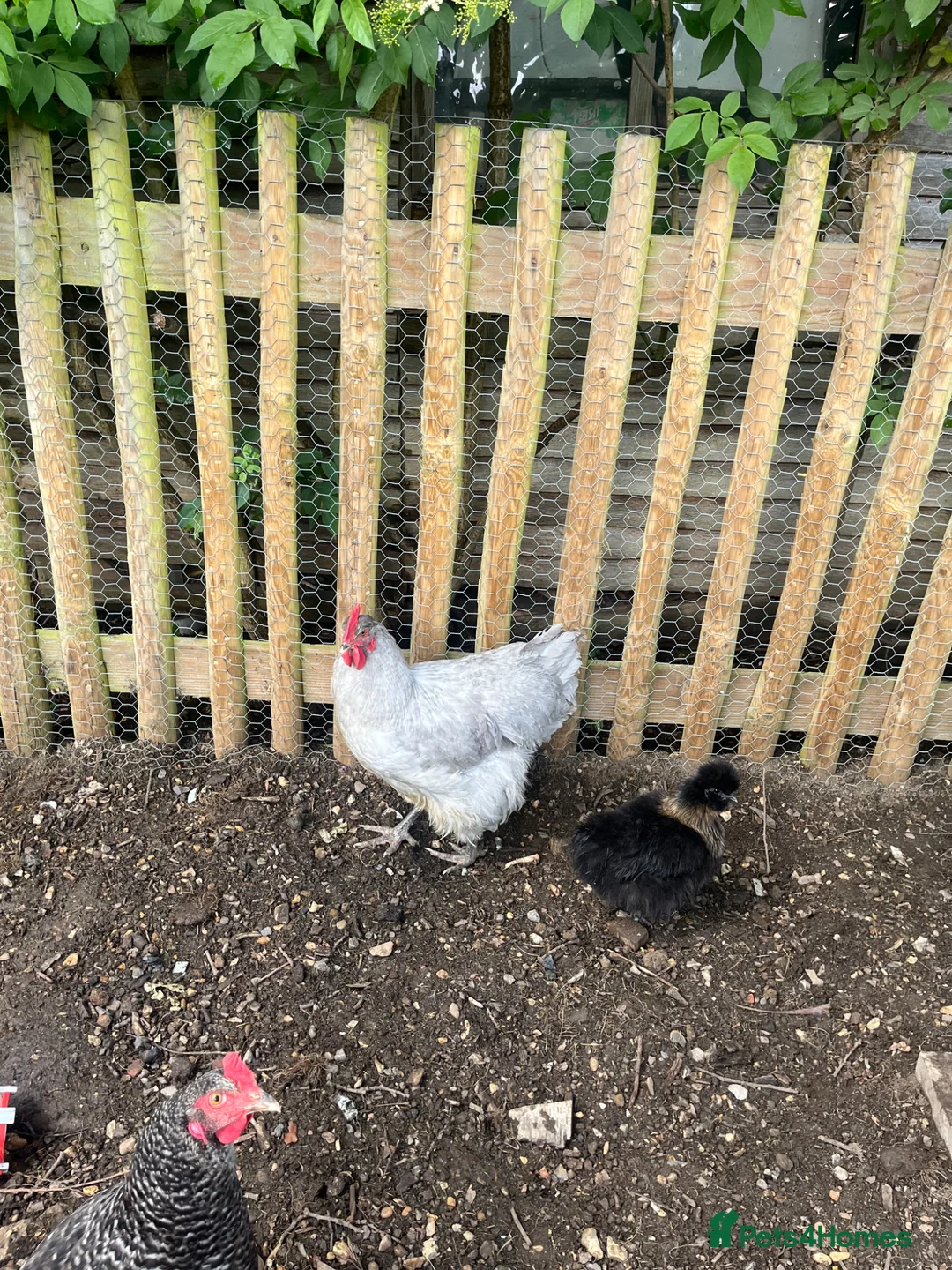 Chickens poultry for sale: Lavender Orpington Cockerel in Windsor - Advert 4