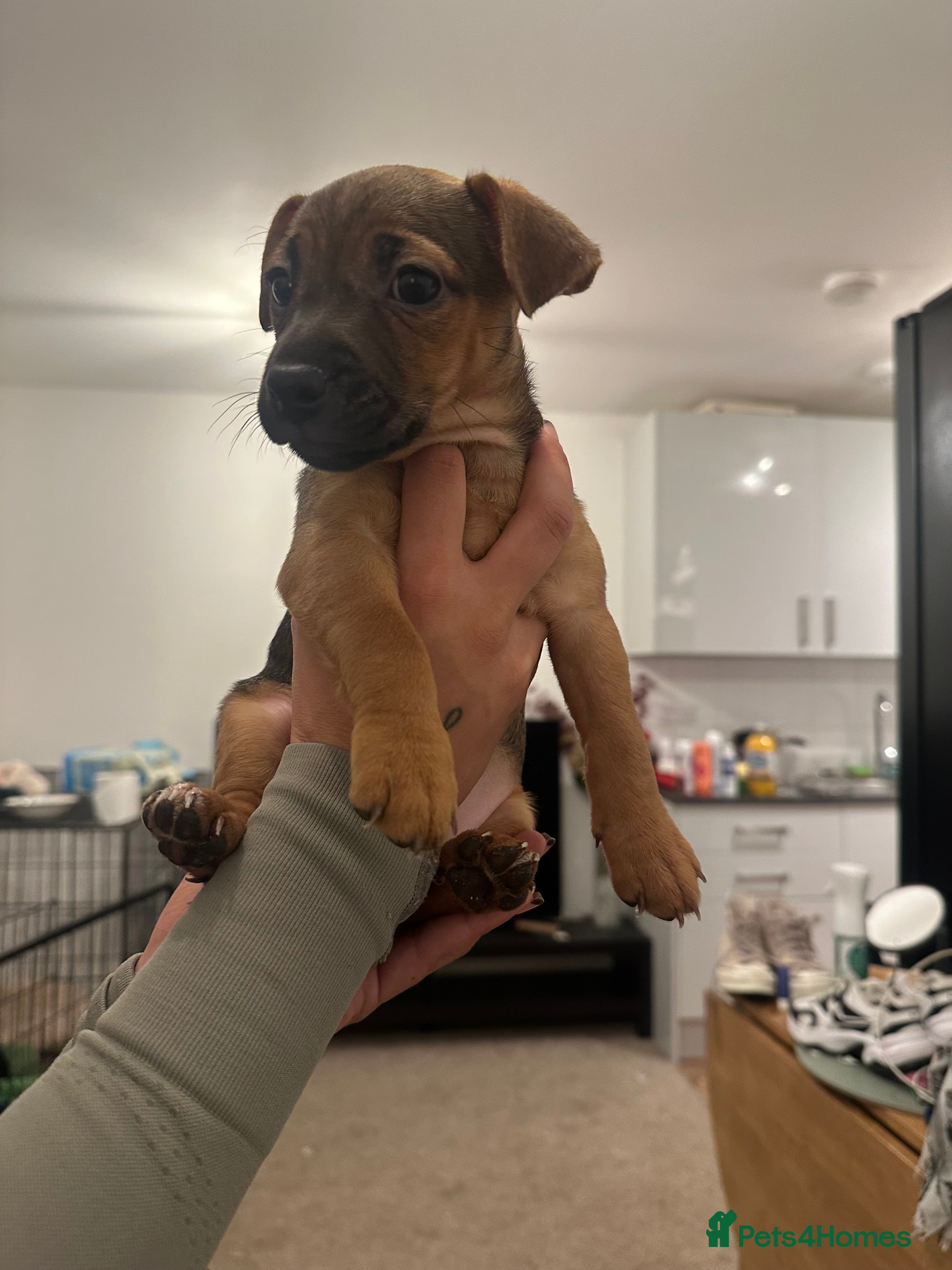 Jack Russell dogs LAST GIRL BLUE AND TAN JACK RUSSELL PUPPY - Advert 16