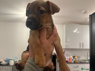 Jack Russell dogs LAST GIRL BLUE AND TAN JACK RUSSELL PUPPY - Advert 1