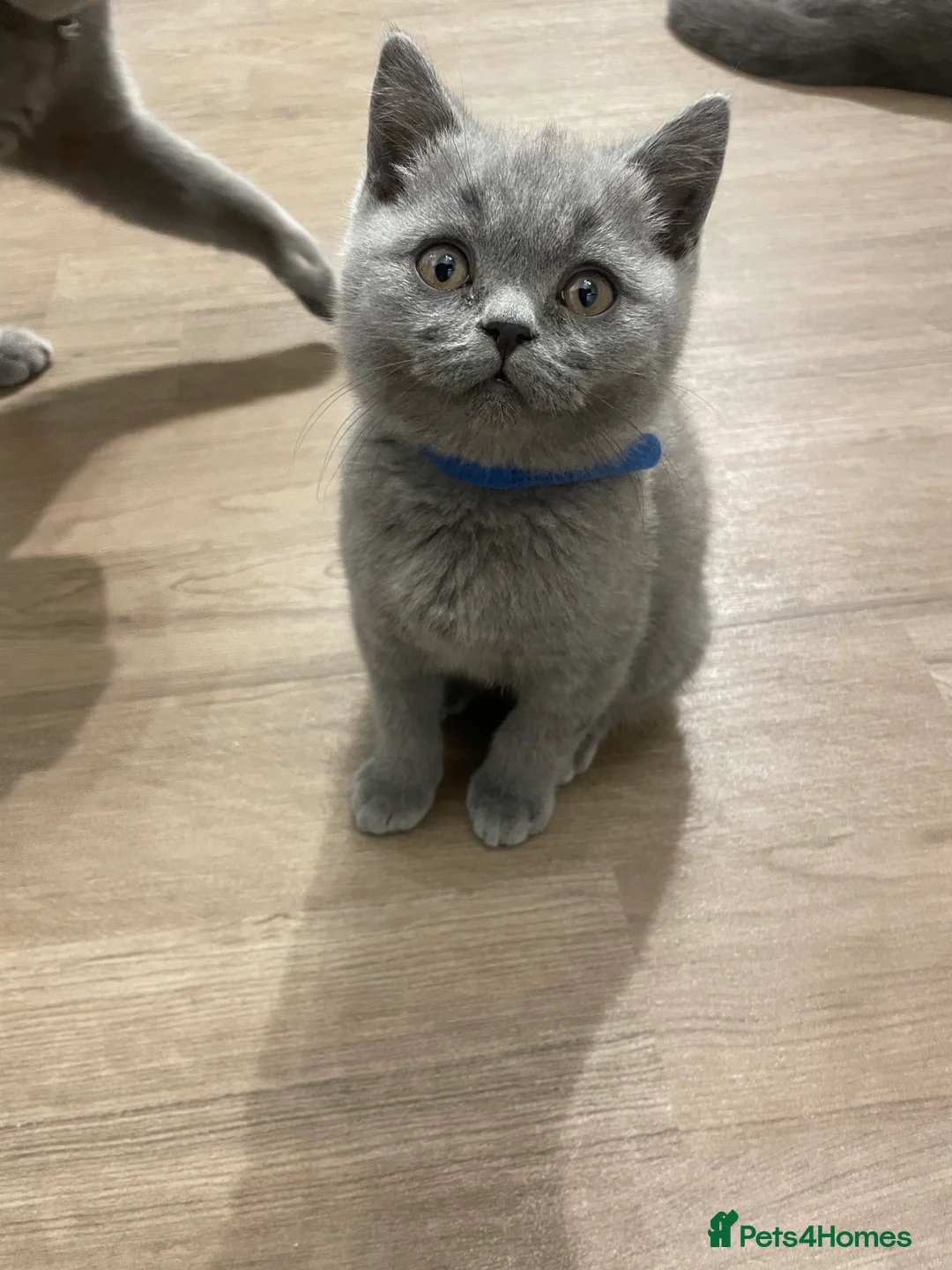 British Shorthair cats for sale: British short hair Pedigree registered  - Advert 15