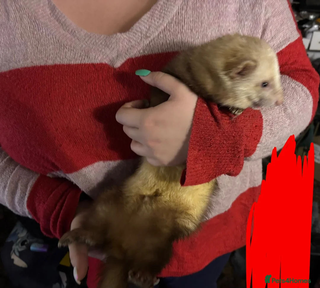 Ferret rodents for sale: 2 intact male ferrets for rehoming  in Andover - Advert 2