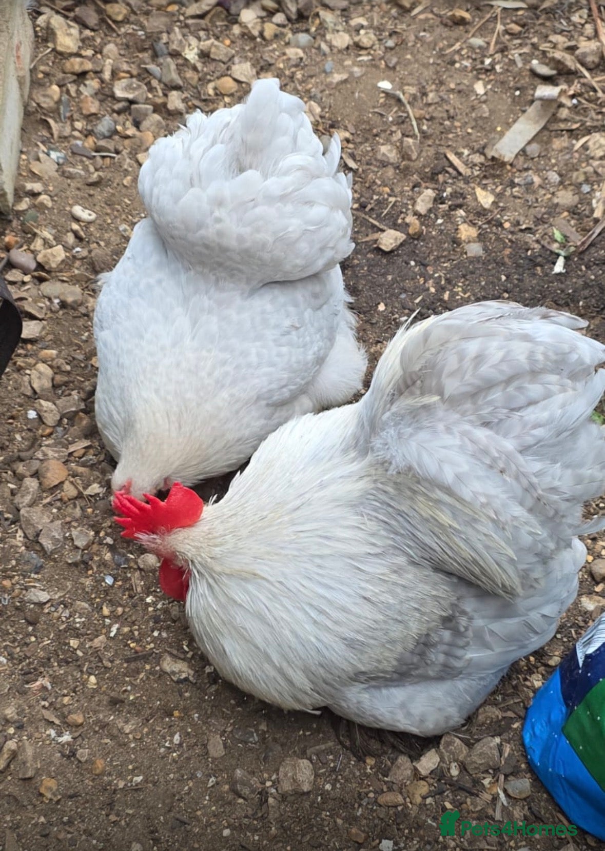 Chickens poultry Lavender pekin bantam pair  - Advert 14