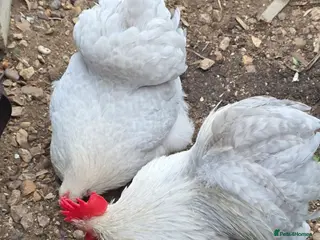 Chickens poultry Lavender pekin bantam pair - Advert 14