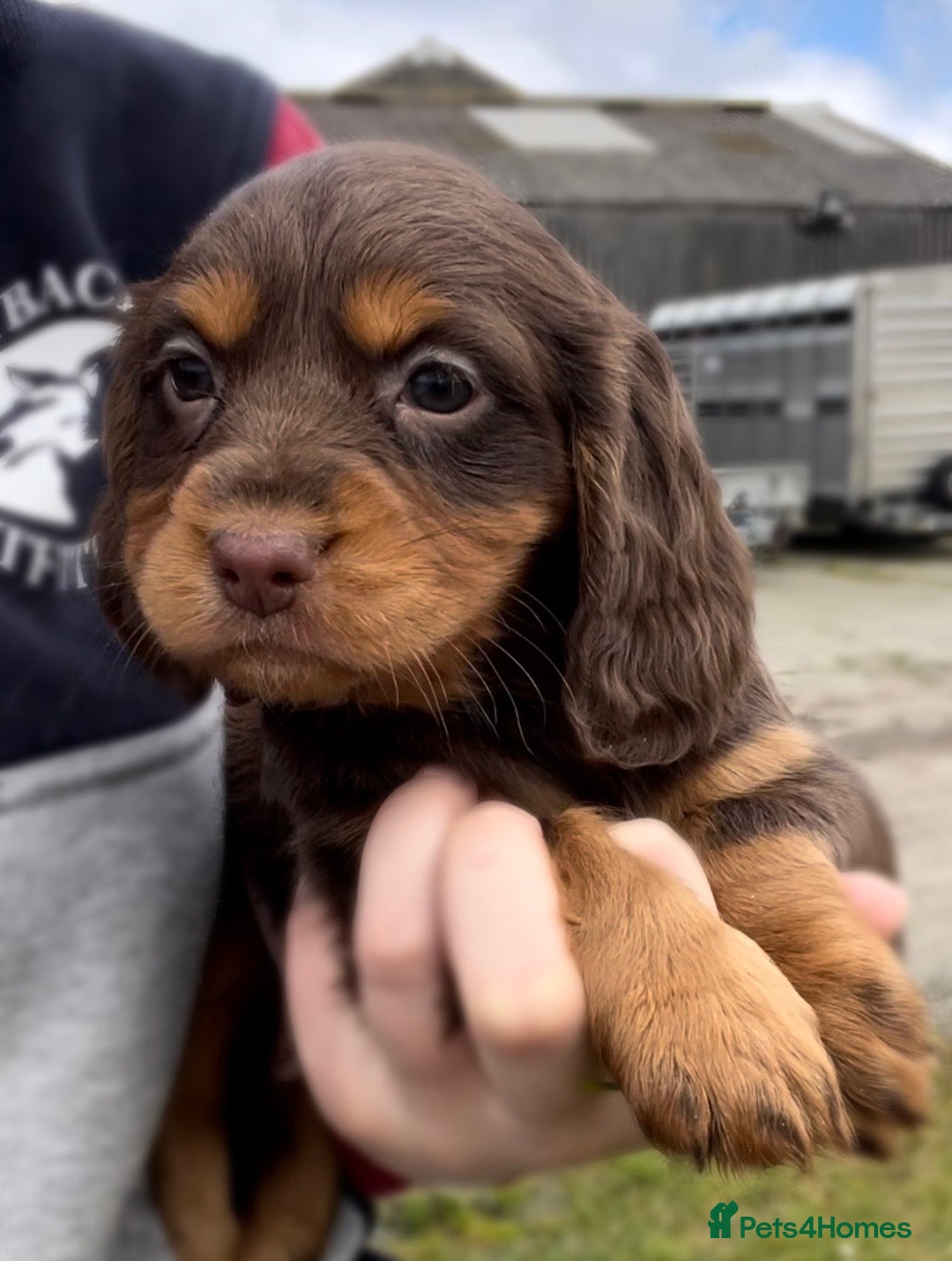 Cocker Spaniel dogs Legally docked. KC Reg. 4 Cocker spaniels.  - Advert 8
