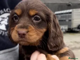 Cocker Spaniel dogs Legally docked. KC Reg. 4 Cocker spaniels. - Advert 8