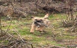 Border Terrier dogs for stud: Border Terrier for stud in Rotherham - Image 4