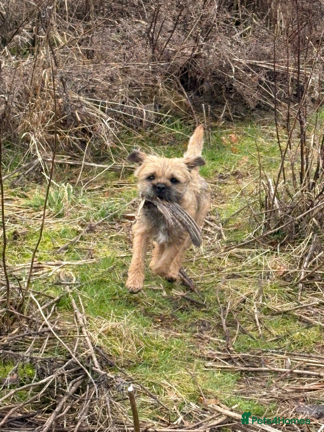 Border Terrier dogs for stud: Border Terrier for stud in Rotherham - Image 4