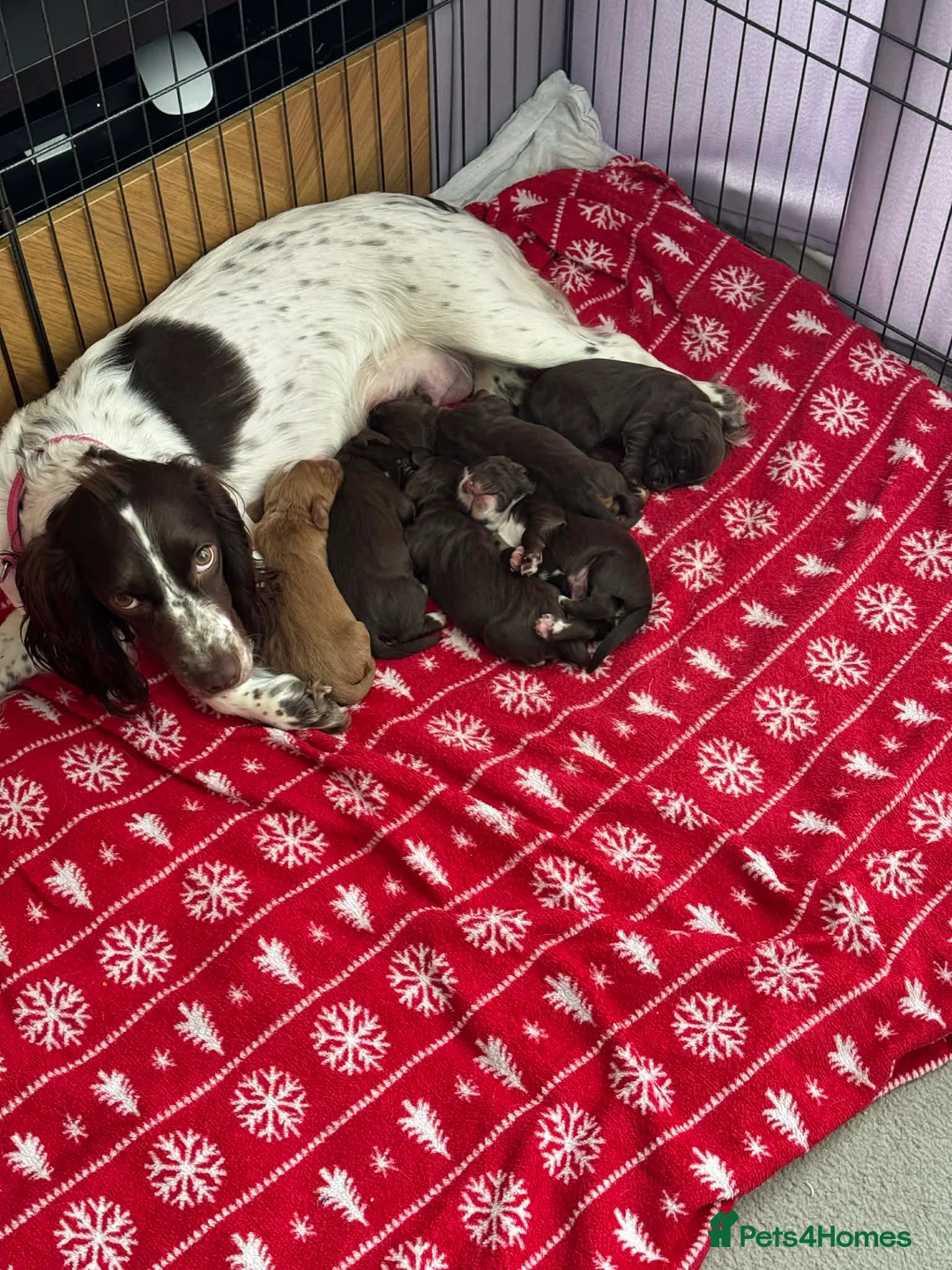 Cocker Spaniel dogs for sale: Working Cocker Spaniels Puppies do sale  in Aberdeen - Advert 7