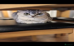 Mixed Breed cats for sale: 5 beautiful and energetic kittens!!! - Advert 7