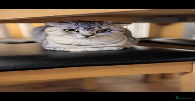 Mixed Breed cats 3 beautiful and energetic kittens!!! - Advert 13