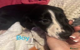 Mixed Breed dogs for sale: Springer cross collie  - Image 13