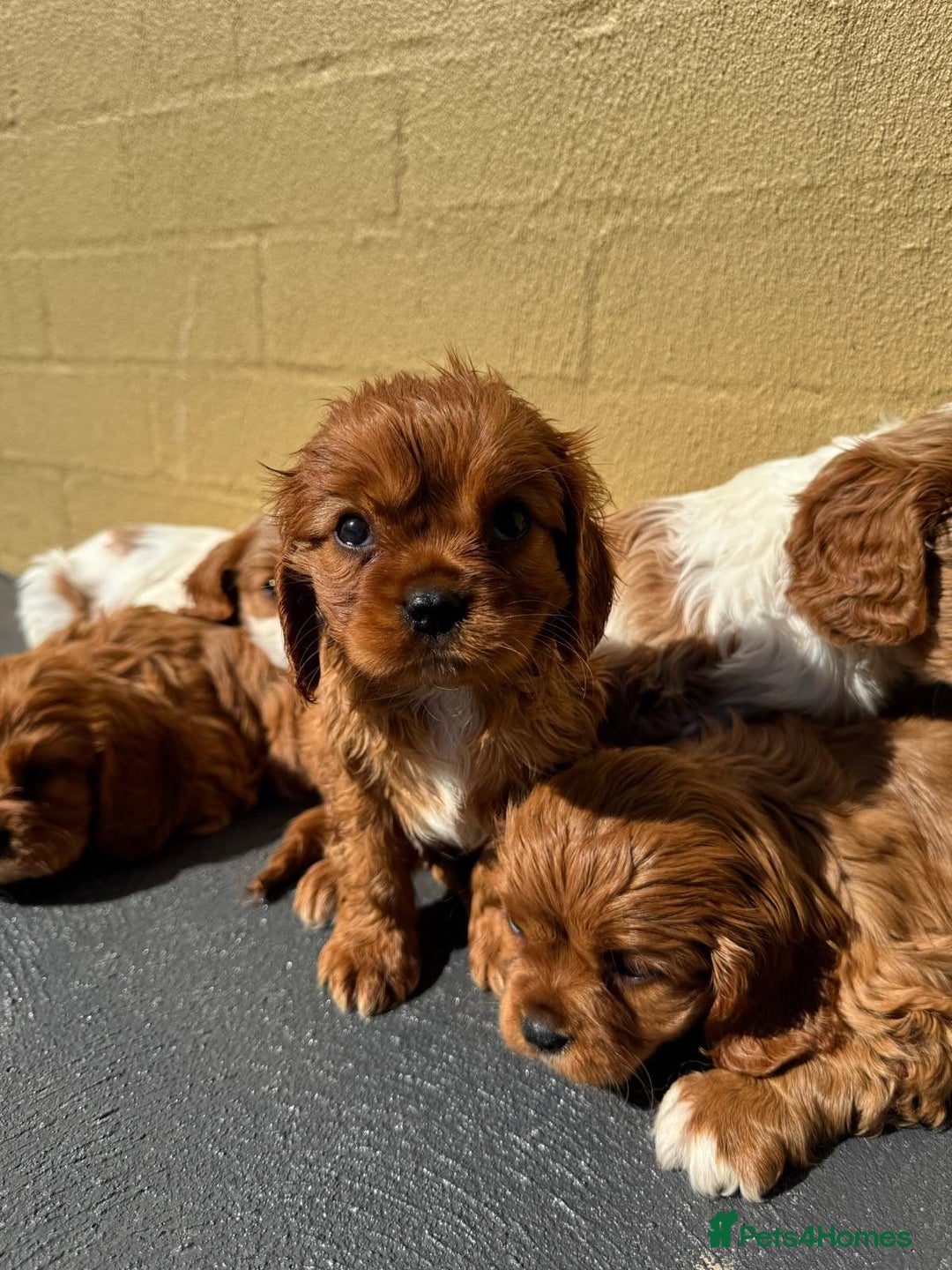 Cavalier King Charles Spaniel dogs for sale: Purebred Cavalier King Charles Spaniels Puppies - Image 9
