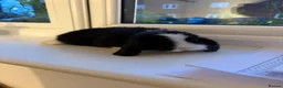 Mini Lop rabbits for sale: Baby purebred mini lops - Advert 9